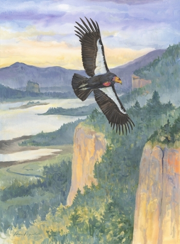 California Condor in Shop